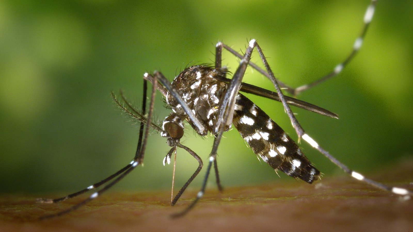 ALERTA POR EL “SÚPER NIÑO”: CÓMO EVITAR QUE LAS LLUVIAS GENEREN CRIADEROS DE DENGUE EN MENDOZA