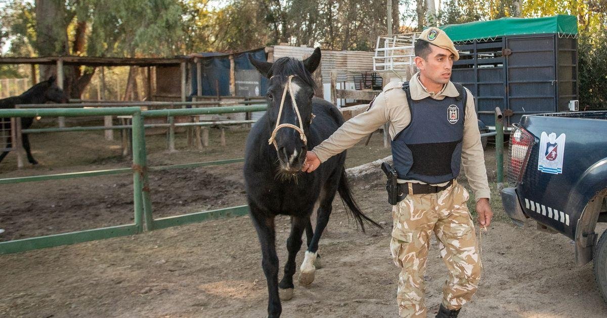 ALLANAMIENTO EN GUAYMALLÉN: RESCATARON SIETE CABALLOS Y ENCONTRARON ELEMENTOS DE UNA PRESUNTA FAENA CLANDESTINA