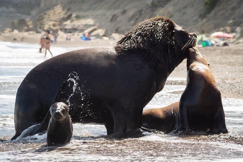 BALLENAS, DELFINES Y LOBOS MARINOS: EL ESPECTÁCULO NATURAL QUE OFRECE RÍO NEGRO EN SEPTIEMBRE