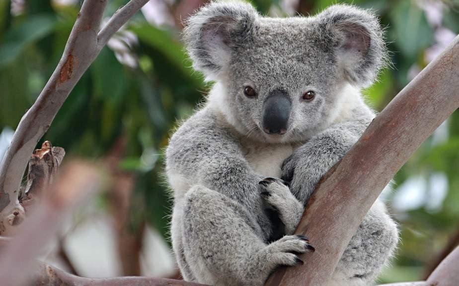 CIENTÍFICOS CONGELAN CÉLULAS REPRODUCTIVAS DE KOALAS PARA EVITAR LA PÉRDIDA DE SU DIVERSIDAD GENÉTICA