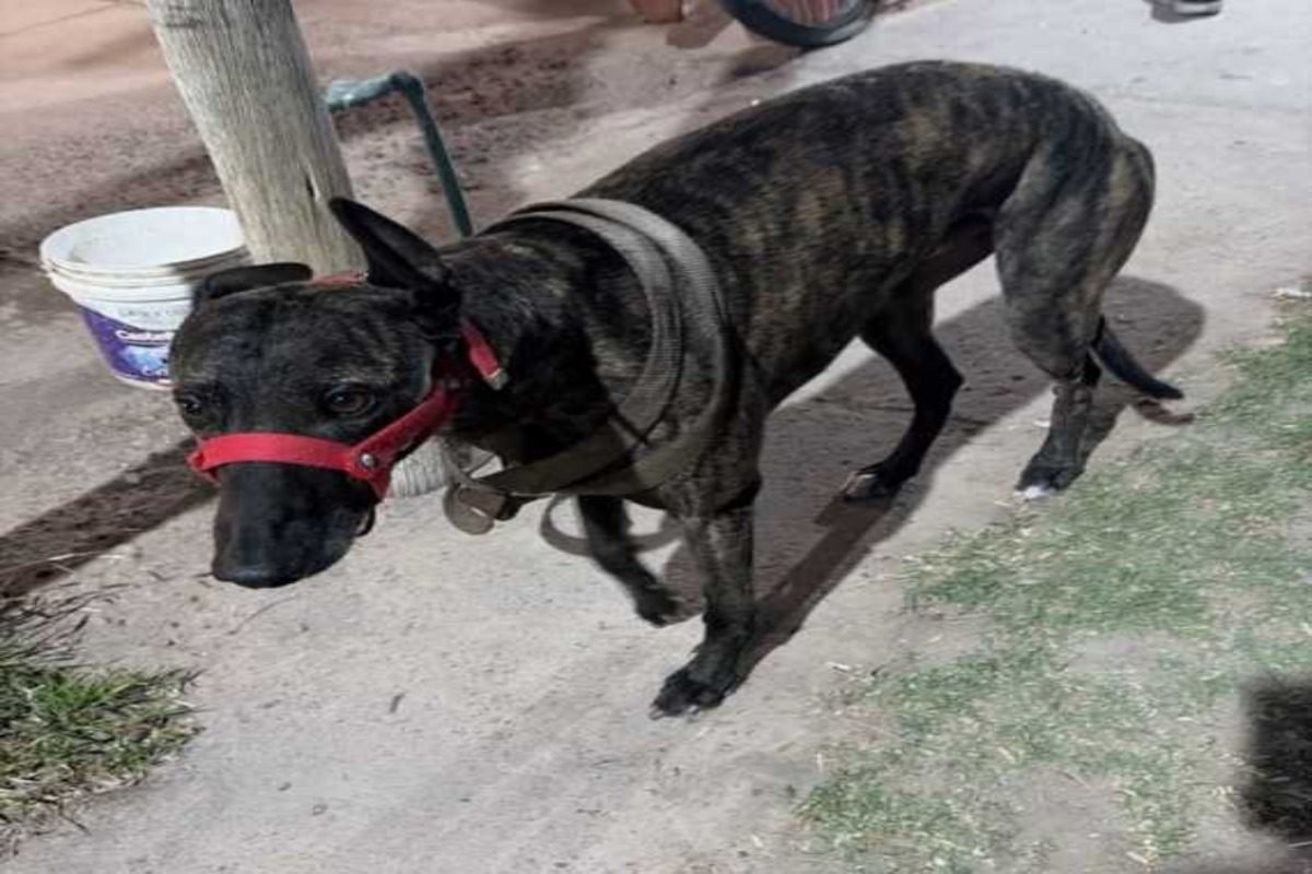 DESBARATARON UNA CARRERA CLANDESTINA DE GALGOS EN RIVADAVIA: DETUVIERON AL PRESUNTO ORGANIZADOR