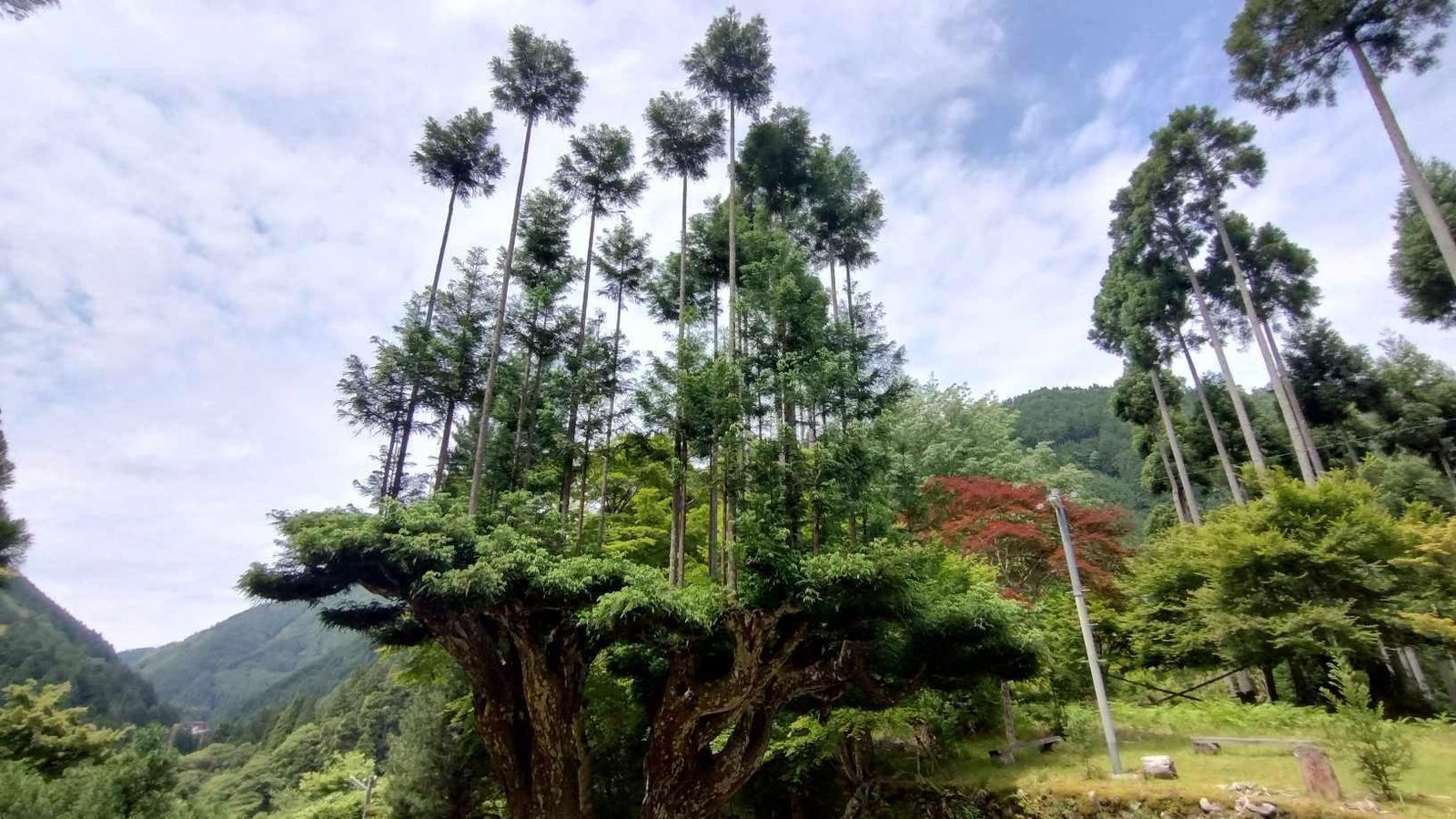 EL ÁRBOL QUE LLEVA 600 AÑOS PRODUCIENDO MADERA SIN SER TALADO: EL MÉTODO JAPONÉS QUE SORPRENDE AL MUNDO