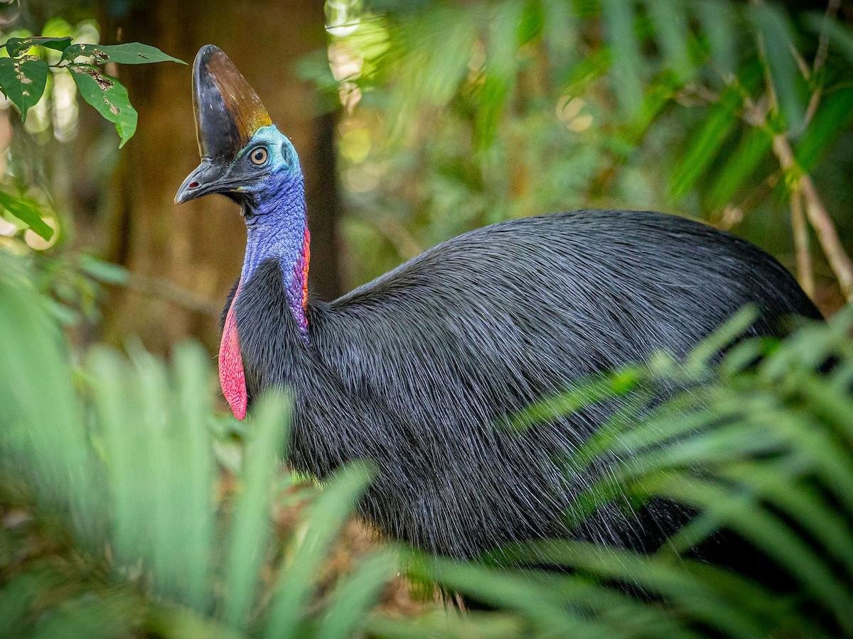 EL ANIMAL QUE MIDE DOS METROS, TIENE LA CABEZA AZUL Y ES UN AUTÉNTICO “FÓSIL VIVIENTE”