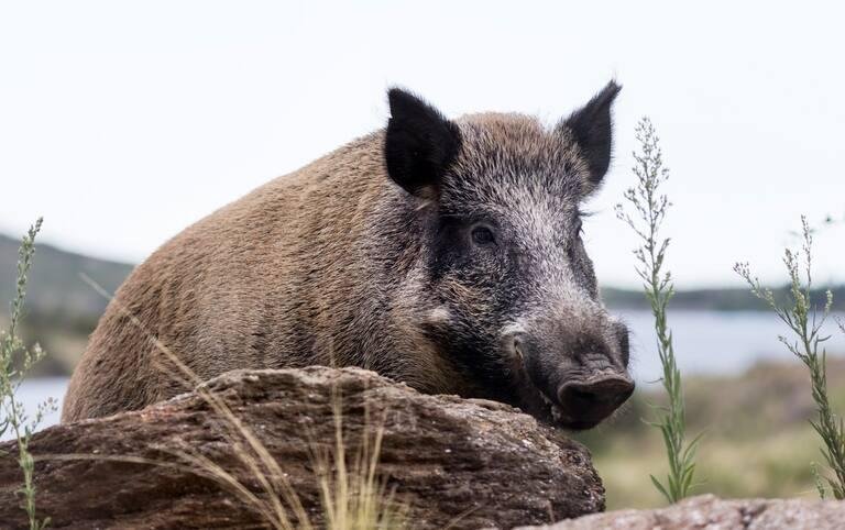 EL AVANCE DEL JABALÍ PREOCUPA EN MENDOZA POR LOS DAÑOS EN CULTIVOS Y ECOSISTEMAS