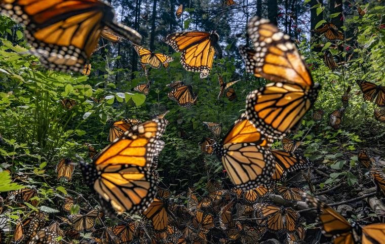 EL CAMBIO CLIMÁTICO ESTÁ MOVIENDO A LAS MARIPOSAS: EL IMPACTANTE MAPA DE SUS NUEVOS HÁBITATS