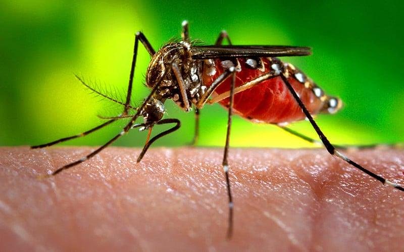 EL "SUPER NIÑO" PODRÍA ADELANTAR LAS CONDICIONES FAVORABLES PARA EL DENGUE Y MENDOZA REFUERZA LA PREVENCIÓN