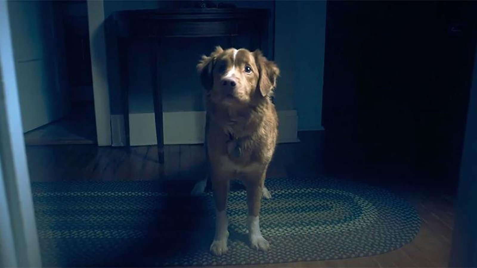 EL PERRO QUE VE LO QUE NADIE MÁS PUEDE: LA NUEVA JOYA DEL TERROR QUE SORPRENDE AL MUNDO