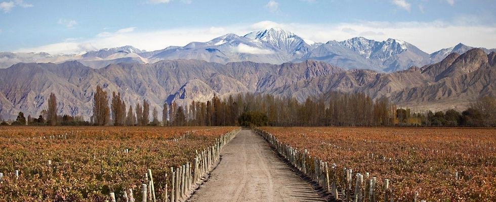 EL TERROIR MENDOCINO: LA CLAVE QUE DEFINE LA IDENTIDAD DE SUS VINOS