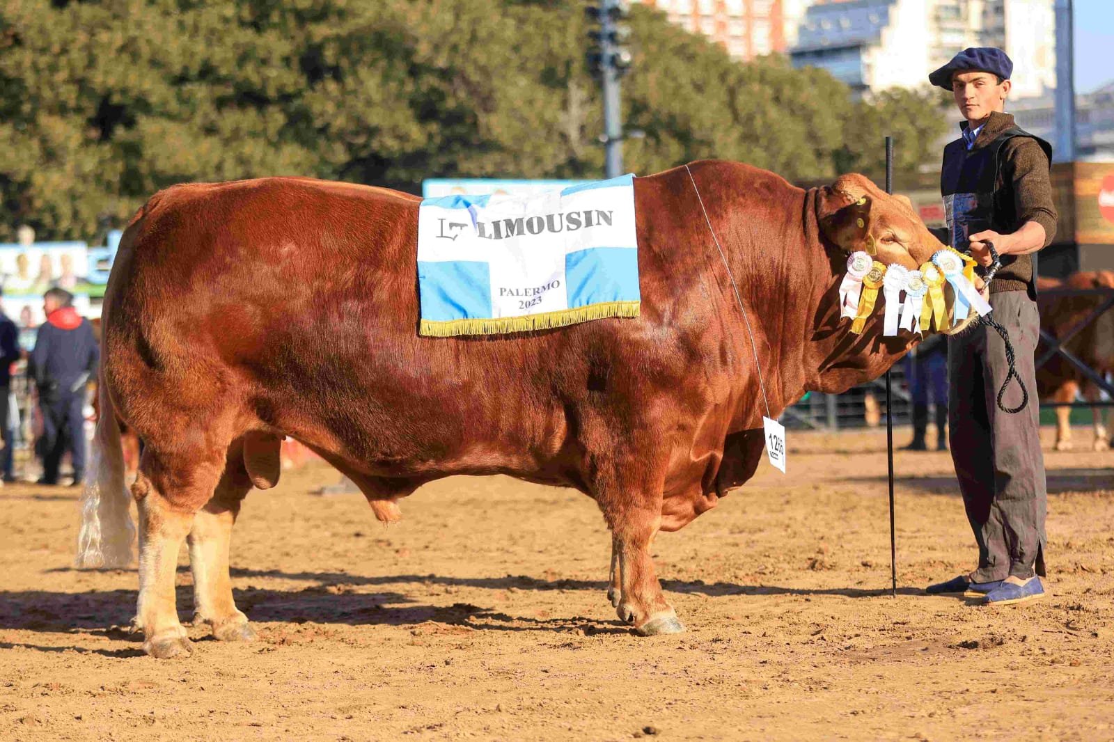 FAENARON UN TORO REPRODUCTOR VALUADO EN $5 MILLONES Y SOLO SE LLEVARON UNA PALETA