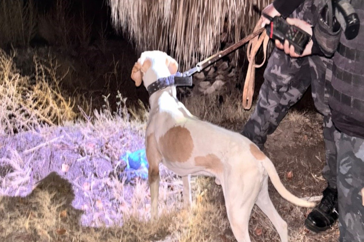 FITO, EL PERRO DE LA POLICÍA QUE VOLVIÓ A SER CLAVE PARA ESCLARECER UN ROBO EN SANTA ROSA