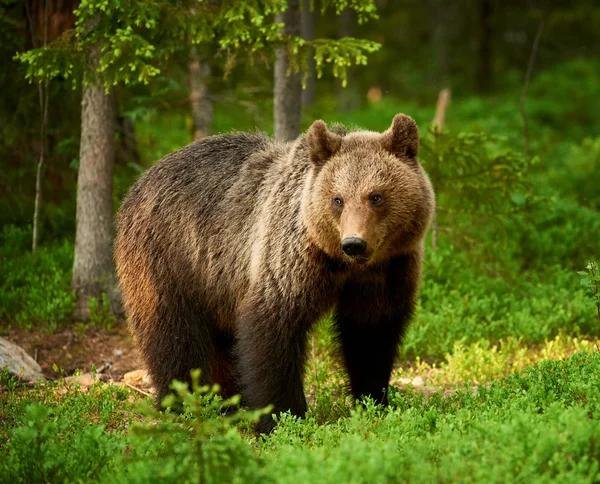 GIGANTES DE HASTA 385 KILOS: EL OSO PARDO QUE DESAPARECIÓ DE PORTUGAL Y CÓMO LA ACCIÓN HUMANA REDUJO SU TAMAÑO
