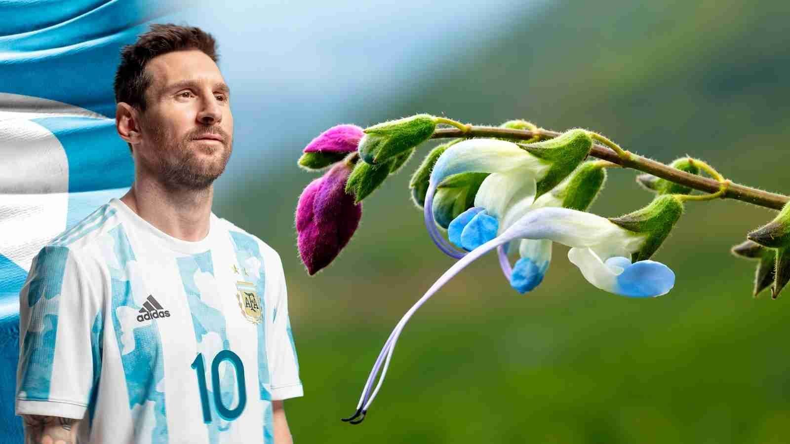 HALLAZGO EN LOS ANDES: DESCUBREN UNA FLOR CELESTE Y BLANCA Y LA BAUTIZAN EN HOMENAJE A LIONEL MESSI