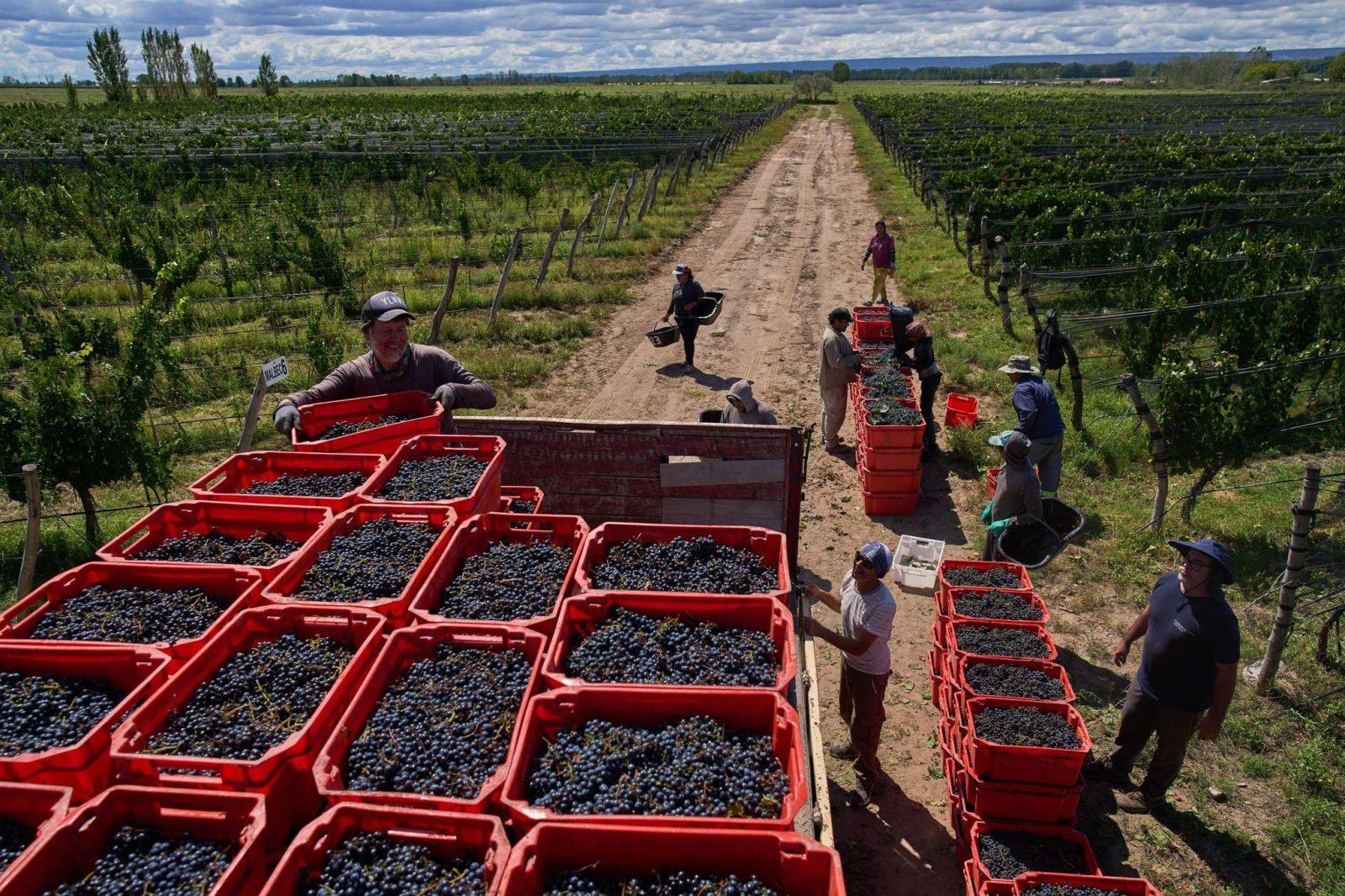 LA VITIVINICULTURA ARGENTINA ACUMULA 44 MESES EN ROJO Y CRECE LA PREOCUPACIÓN POR LA CRISIS DEL SECTOR
