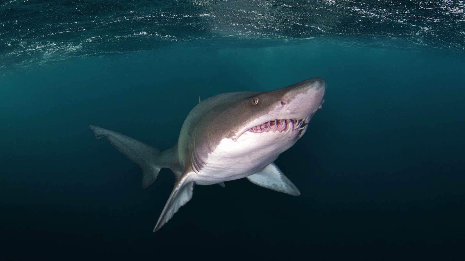 MÁS DEL 70% DE LOS TIBURONES DE ARGENTINA ESTÁN EN RIESGO DE EXTINCIÓN Y ADVIERTEN SOBRE LA URGENCIA DE PROTEGERLOS