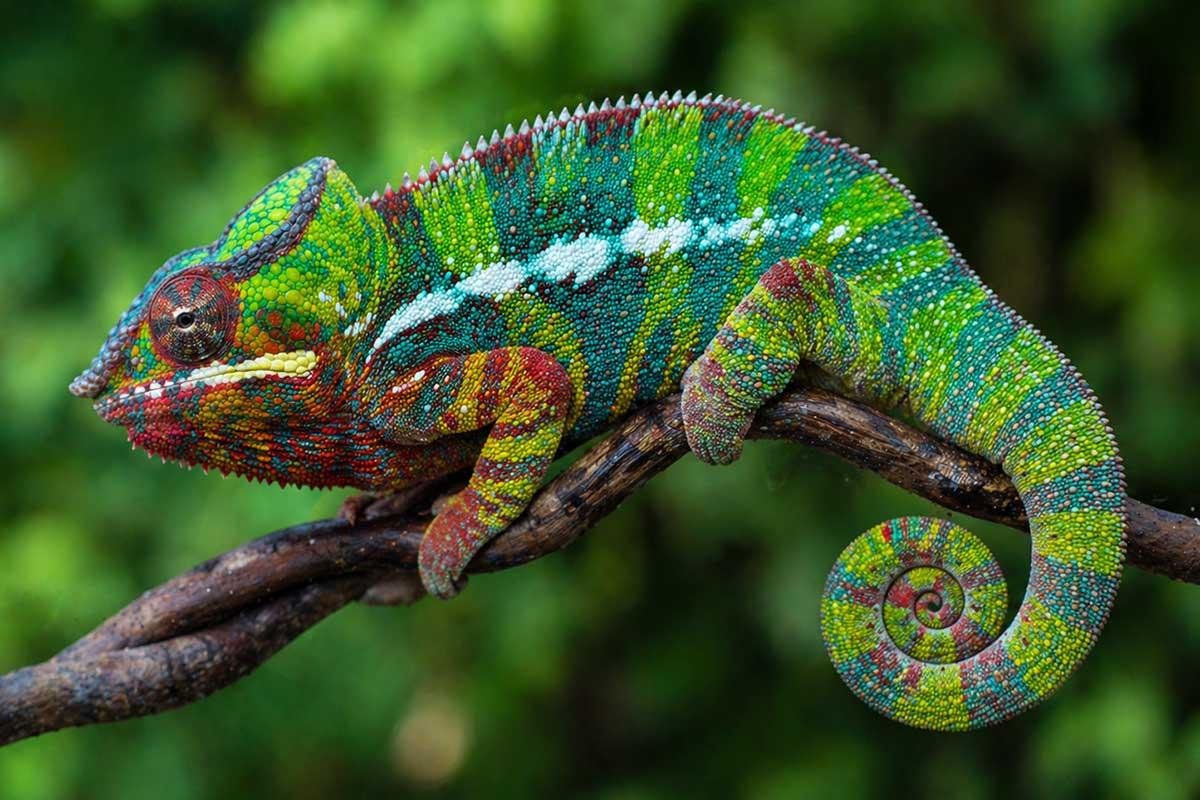 MADAGASCAR EN ALERTA: LOS ANIMALES ÚNICOS QUE PODRÍAN DESAPARECER PARA SIEMPRE