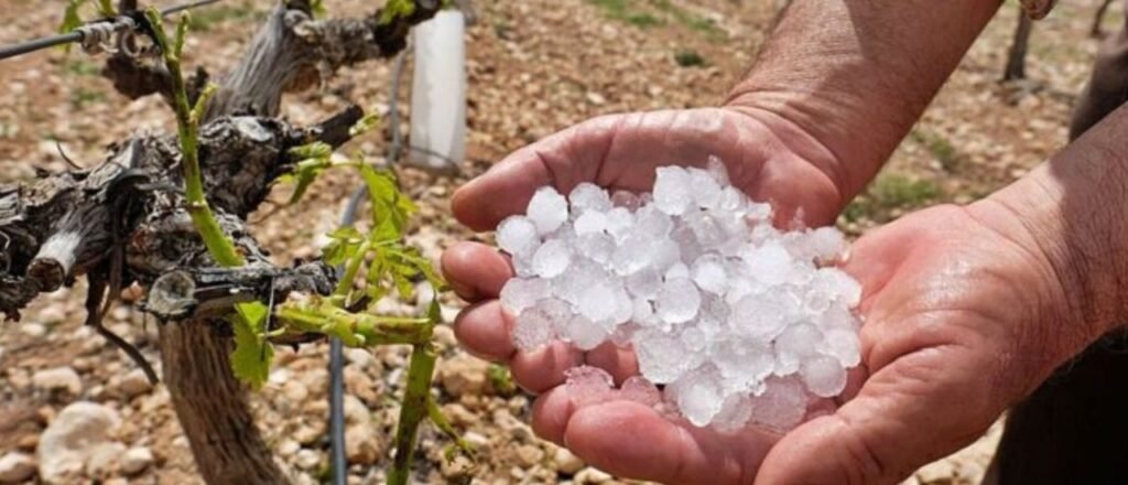 MENDOZA ACTUALIZÓ EL SISTEMA PARA TASAR DAÑOS POR GRANIZO Y HELADAS: QUÉ CAMBIA PARA LOS PRODUCTORES