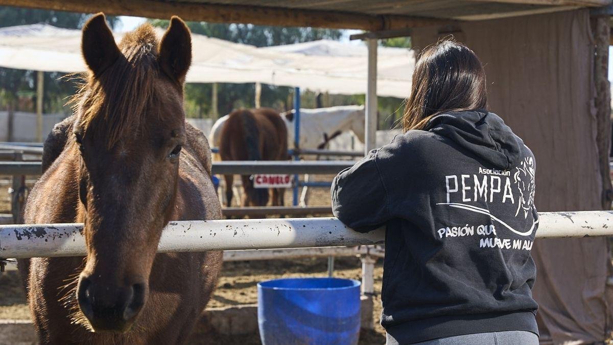 MENDOZA AVANZA CON LA LEY ÁGATA: BUSCAN ENDURECER LAS SANCIONES POR MALTRATO ANIMAL