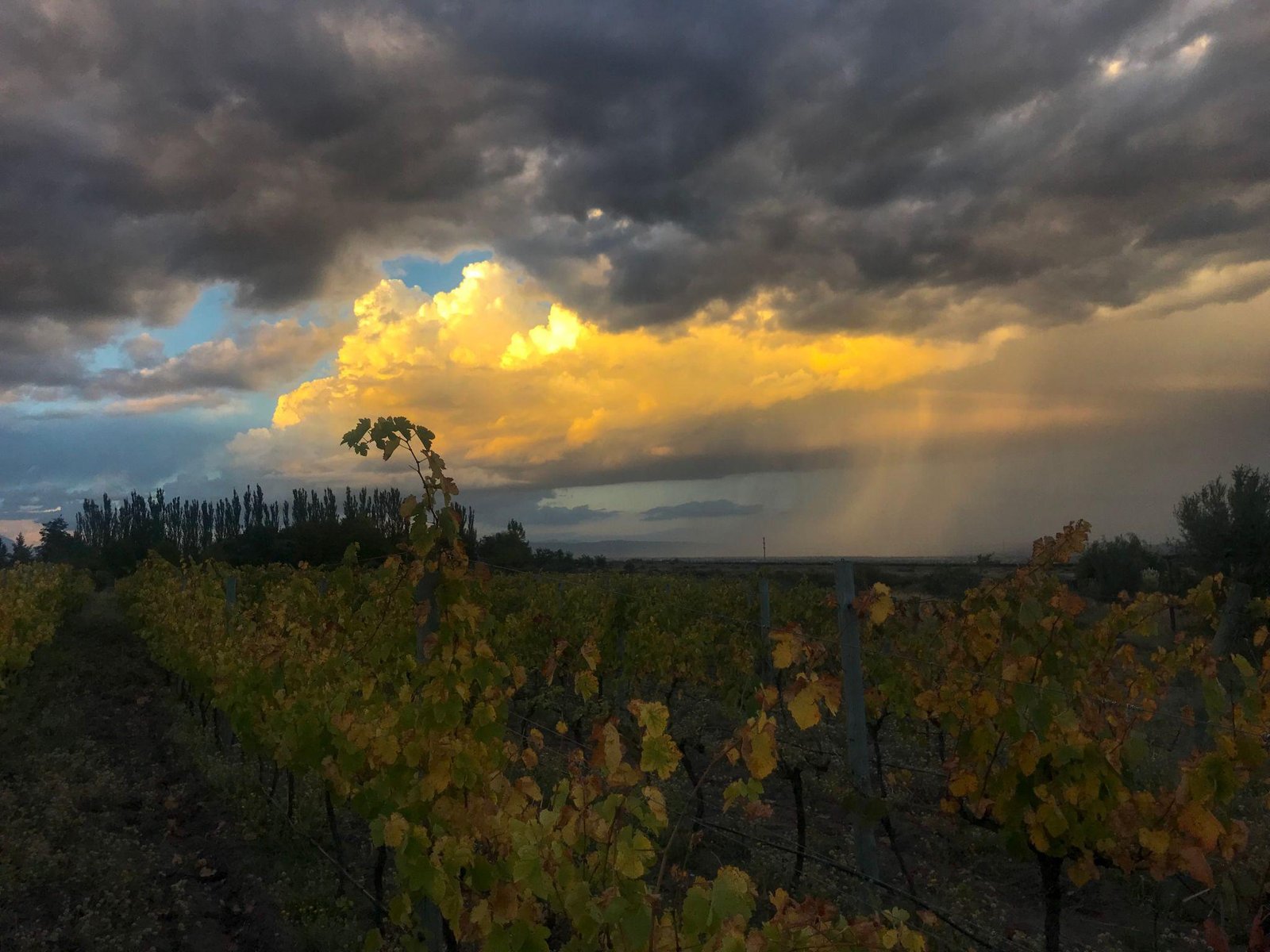 MENDOZA SE PREPARA PARA UNA PRIMAVERA MÁS LLUVIOSA: QUÉ ESPERA EL SMN Y CÓMO INFLUIRÁ EL “SÚPER NIÑO”