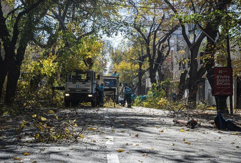 NUEVA LEY DE ARBOLADO EN MENDOZA: QUÉ PODAS ESTÁN PROHIBIDAS Y CUÁNTO PUEDEN COSTAR LAS MULTAS