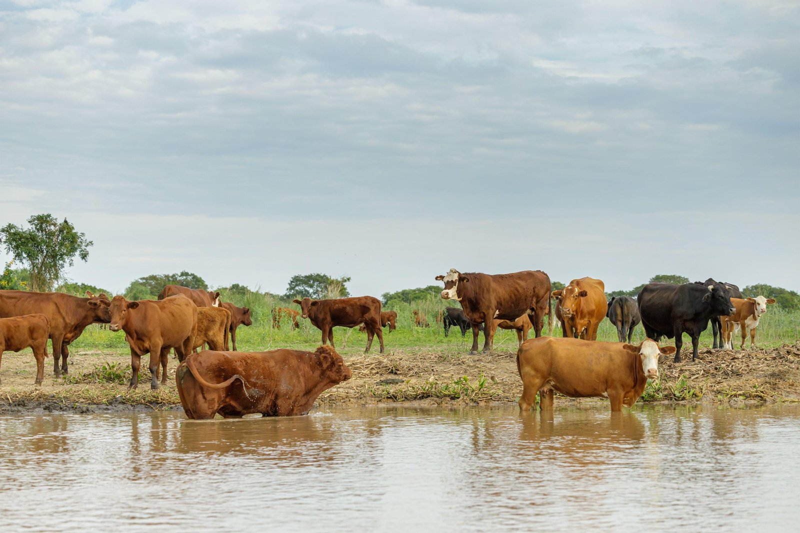 PUSIERON VACAS A PASTAR PARA SALVAR UN RÍO Y 10 AÑOS DESPUÉS LOS RESULTADOS SORPRENDIERON