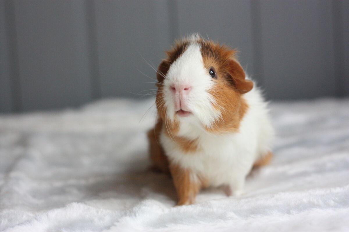 ¿QUÉ MASCOTA ES IDEAL PARA LOS PACEÑOS?