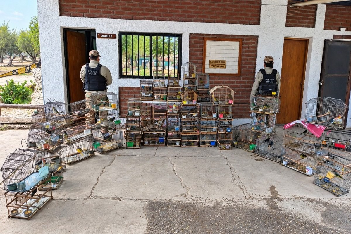 RESCATARON 55 AVES SILVESTRES QUE ERAN COMERCIALIZADAS ILEGALMENTE EN GUAYMALLÉN