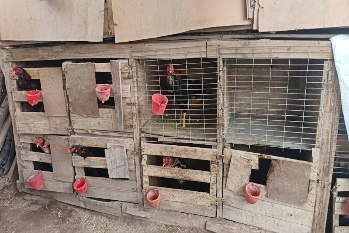 RIVADAVIA: SECUESTRARON 29 GALLOS DE RIÑA EN OCHO ALLANAMIENTOS Y HAY CINCO PERSONAS APREHENDIDAS