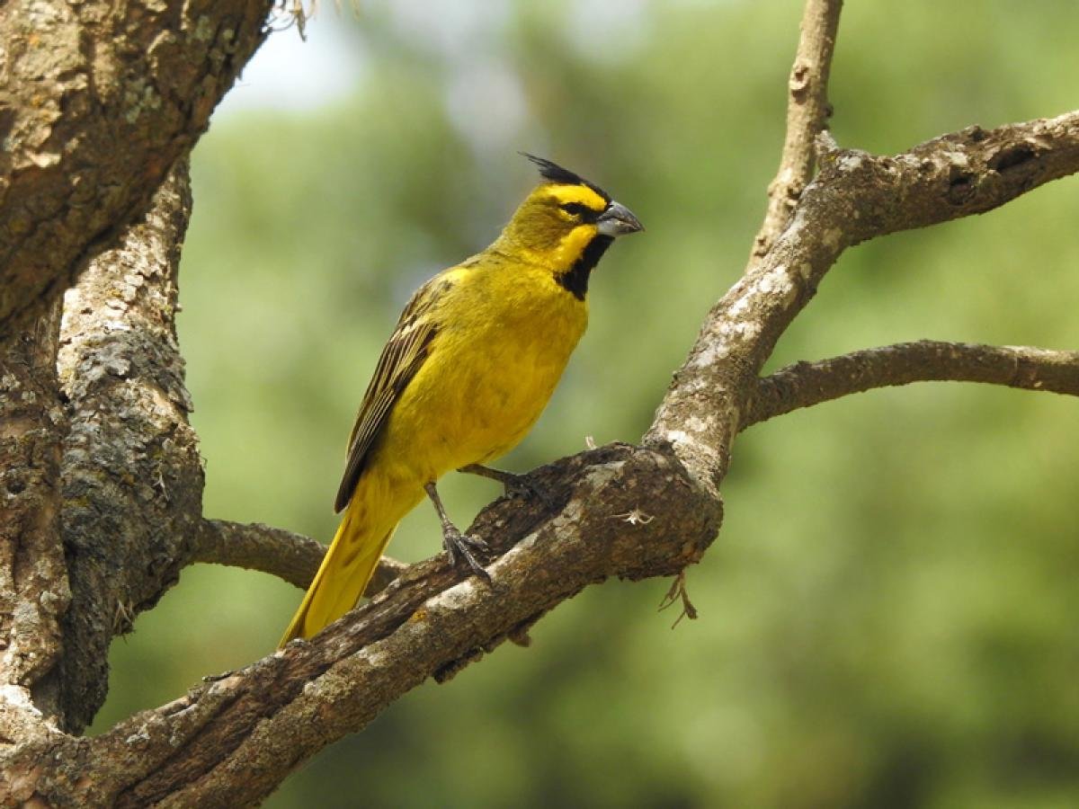 SEIS ESPECIES EMBLEMÁTICAS DE MENDOZA ENFRENTAN EL RIESGO DE DESAPARECER