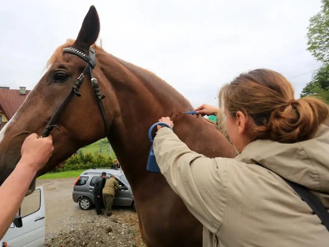 SENASA OBLIGARÁ A IDENTIFICAR CON MICROCHIP A TODOS LOS CABALLOS DEL PAÍS: DESDE CUÁNDO REGIRÁ