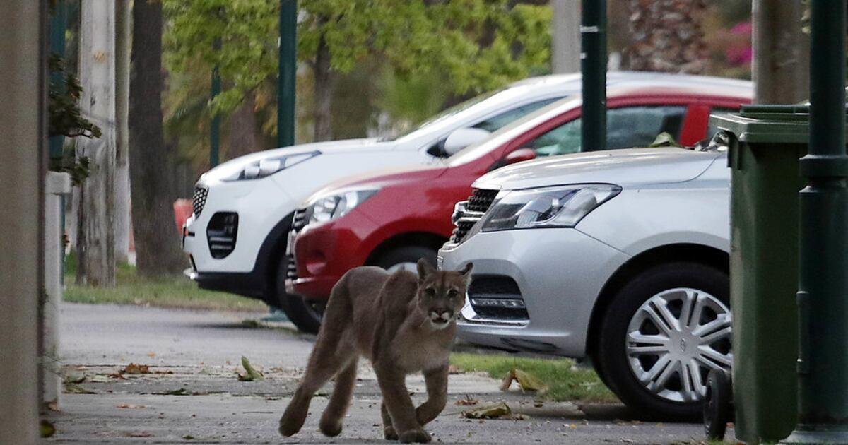 UN PUMA SORPRENDIÓ A TODOS AL MERODEAR UNA ZONA URBANA DE LUJÁN DE CUYO